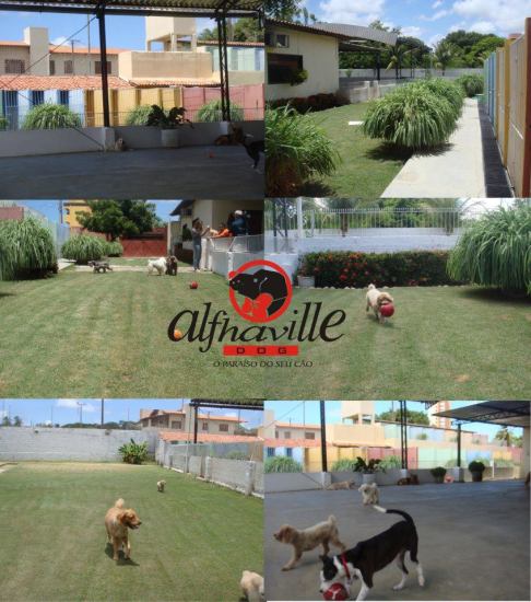 Alfhaville Dog tem cinco áreas para recreação; cachorros são separados por porte