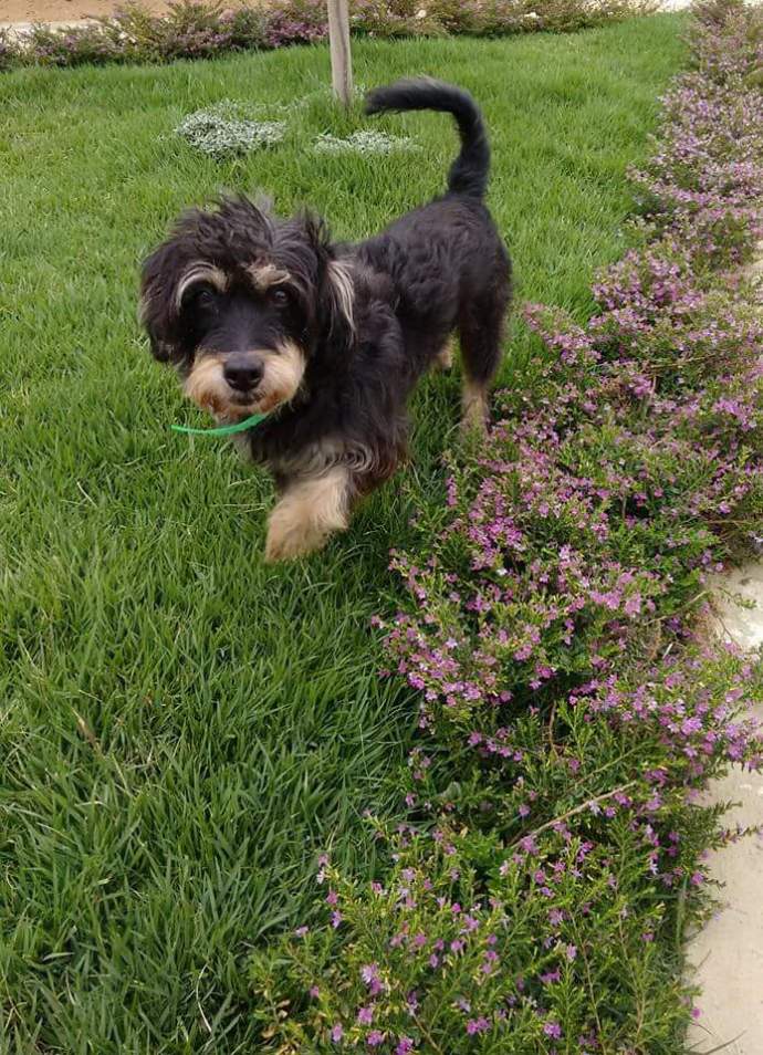 Ele ama a grama (Foto: Reprodução/Facebook)